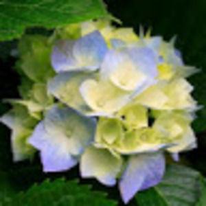 Meet your Posher, Astraluna